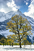 Verschneite Ahornbäume mit Karwendel im Hintergrund, Großer Ahornboden, Eng, Naturpark Karwendel, Karwendel, Tirol, Österreich