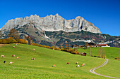 Weg führt zu Bauernhof vor Wilder Kaiser von Süden mit Regalmspitze, Ackerlspitze und Maukspitze, Wilder Kaiser, Kaisergebirge, Tirol, Österreich