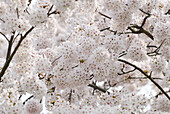 Yoshino-Kirsche, Tokyo-Kirsche, Prunus x yedoensis, Deutschland, Europa