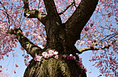 Japanese flowering cherry, Prunus serrulata, Germany, Europe