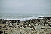 Eared seals on the beach along the Skeleton Coast, Namibia, Africa