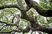 Leopard auf einem Ebenholzbaum, Sabi Sands Tierreservat, Südafrika, Afrika