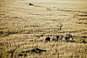 Eine Gruppe Elefanten in der Masai Mara, Kenia, Afrika