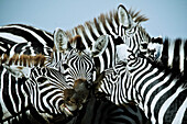 Zebras in Ostafrika, Afrika