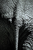 Rückansicht eines Elefanten, Kenia, Afrika