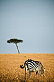 A lonely zebra in the savanne of the Masai Mara, Kenya, Africa