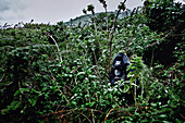 Silverback male mountain gorilla in the jungle of the Volcanoes National Park, Ruanda, Africa