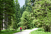 Cyclist in Schmalzbachtal, Zwieseler Waldhaus, Bavarian Forest, Bavaria, Germany
