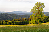 Landschaft in Sumava Nationalpark, Baum, Wiesen, Wälder, Böhmerwald, Tschechien
