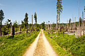 Dead forest at the bottom of mountain Lusen, Bavarian Forest National Park, Bavaria, Germany