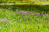 Marsh with wild flowers, national park near Sankt Oswald, Bavarian Forest, Bavaria, Germany