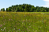Meadow with wild flowers, Bischofsreuter Waldhufen, Bischofsreut, Bavarian Forest, Bavaria, Germany