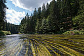 River Schwarzer Regen, Bavarian Forest, Bavaria, Germany