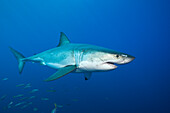 Great White Shark, Carcharodon carcharias, Guadalupe Island, Mexico