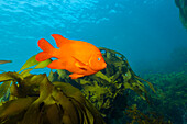 Garibaldi Fish in Kelp forest, Hypsypops rubicundus, San Benito Island, Mexico