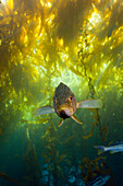Kelp Bass in Kelp Forest, Paralabrax clathratus, Cedros Island, Mexico