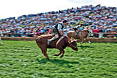 Ox racing in Muensing, Lake Starnberg, Bad Tölz, Wolfratshausen, Upper Bavaria, Bavaria, Germany