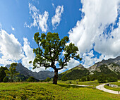 Grosser Ahornboden mit Karwendel im Hintergrund, Tirol, Österreich