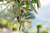 Olives, near Castelvecchio di Rocca Barbena, province of Savona, Italian Riviera, Liguria, Italy