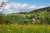 Meadow near Muellheim, Black Forest, Baden-Wuerttemberg, Germany