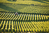 Weinberg bei Freiburg im Breisgau, Schwarzwald, Baden-Württemberg, Deutschland