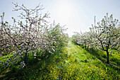 Blossoming apple trees near Offenburg, Ortenau, Black Forest, Baden-Wuerttemberg, Germany