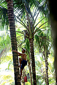 Mann klettert auf eine Palme, Denpasar, Bali, Indonesien