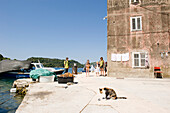 Katze im Hafen, Sipanska Luka, Sipan, Elaphiten, Kroatien