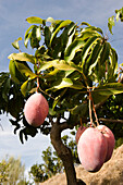 Mango tree with fruits, Andalusia, Spain