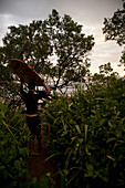 A surfer carrying his board through the jungle to the ocean in Costa Rica Guanacaste, Costa Rica