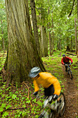 Two mountain bikers ride through a lush, old growth forest in North Idaho Idaho, USA