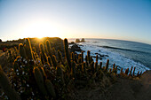 Surfers ride waves in the distance during sunset over cactus at Punta de Lobos, Pichilemu, Chile Punta de Lobos, Pichilemu, Chile