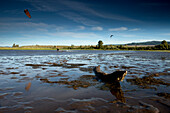 Two men kiteboarding in shallow flat water in nice light Astoria, Oregon, USA