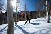 One man skiing / hiking through aspen trees on a blue sky day Wendover, Nevada, USA