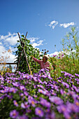 Retired woman picks beans from beautiful organic garden in Idaho Sandpoint, Idaho, USA