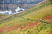 A woman trail runs through a colorful field on Mt. Timpanogos, near Pleasant Grove, UT Pleasant Grove, Utah, USA