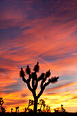 Sunrise in Joshua Tree National Park, California California, USA
