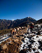 A trekker steps off the side of the trail to allow a mule train to pass Solukhumbu Region, Nepal