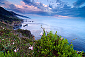 Looking south down the Big Sur coastline at sunset with wildflowers blooming, California Big Sur, California, USA