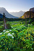 Logan Pass at sunrise in Glacier National Park, Montana Glacier National Park, Montana, USA