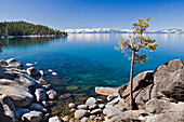 A lone pine tree on the rocky shore of Lake Tahoe in Nevada, Lake Tahoe, NV, USA