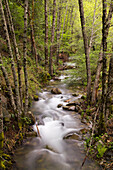 A stream flowing through a green forest in California, Nevada City, CA, USA