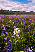 A single white Camas Lily flower in a field of purple flowers at Sagehen Meadows near Truckee in California, Sagehen Meadow, CA, USA