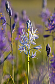 A closeup photo of a single white Camas Lily in a field of purple Camas Lilys in Sagehen Meadow near Truckee in California, Sagehen Meadow, CA, USA