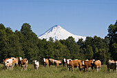A herd of cows in front of Volcan Llaima in the Andes mountains of Chile in South America, Volcan Llaima, Chile