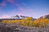 Yellow fall aspen trees beneath a snowy mountain at sunrise in the Sierra mountains of California, ca, usa