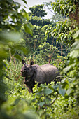 A wild, female rhinoceros in Chitwan National Park Chitwan National Park, Nepal