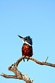 Patagonia, Kingfisher, Patagonia, Argentina