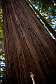 A young woman touches a towering coast redwood (Sequoia sempervirens) at Prairie Creek Redwoods State Park in Humboldt County, California, California, USA