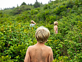 siblings search for wild blueberries, maine, usa
